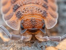 Attēlu rezultāti vaicājumam “Porcellio scaber”