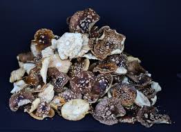 Attēlu rezultāti vaicājumam “Amanita regalis”