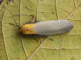 Attēlu rezultāti vaicājumam “Lithosia quadra male”