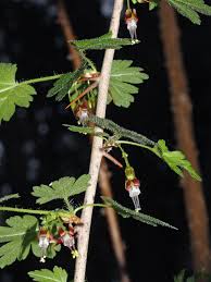 Attēlu rezultāti vaicājumam “Ribes nigrum leaf”