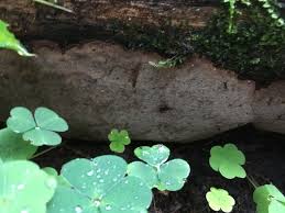 Attēlu rezultāti vaicājumam “Phellinus laevigatus”
