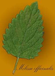 Attēlu rezultāti vaicājumam “Melissa officinalis leaf”