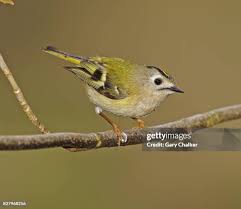 Attēlu rezultāti vaicājumam “Regulus regulus”
