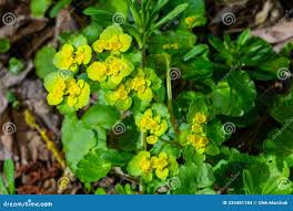 Attēlu rezultāti vaicājumam “Chrysosplenium alternifolium”