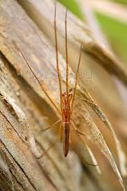 Attēlu rezultāti vaicājumam “Tetragnathidae”