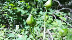 Attēlu rezultāti vaicājumam “Scrophularia nodosa fruit”