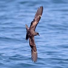 Image result for Oceanodroma monorhis