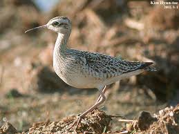 Image result for Numenius minutus