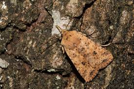 Attēlu rezultāti vaicājumam “Conistra rubiginea”