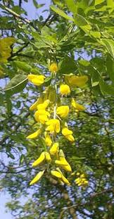 Attēlu rezultāti vaicājumam “Laburnum anagyroides leaf”