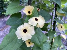 Image result for Thunbergia alata