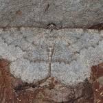 Attēlu rezultāti vaicājumam “Charissa ambiguata”