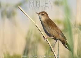 Image result for Locustella luscinioides