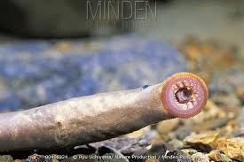 Image result for Lethenteron camtschaticum