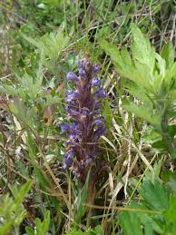 Attēlu rezultāti vaicājumam “Orobanche coerulescens flower”