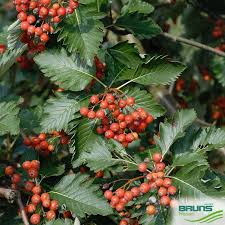 Attēlu rezultāti vaicājumam “Sorbus”