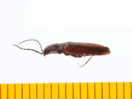 Attēlu rezultāti vaicājumam “Hemicrepidius sp.”