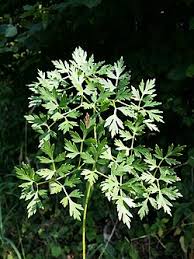 Attēlu rezultāti vaicājumam “Peucedanum oreoselinum leaf”