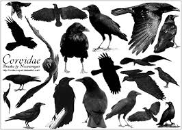 Attēlu rezultāti vaicājumam “Corvidae”