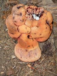 Attēlu rezultāti vaicājumam “Fistulina hepatica”