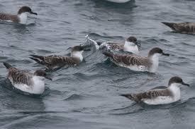 Image result for Puffinus gravis