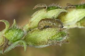 Attēlu rezultāti vaicājumam “Perizoma bifaciata”