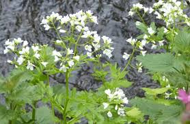 Attēlu rezultāti vaicājumam “Cardamine amara flower”