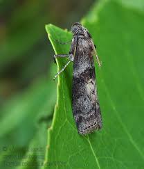 Attēlu rezultāti vaicājumam “Phycita roborella”