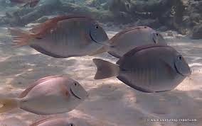 Image result for Acanthurus chirurgus
