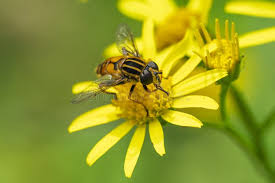 Attēlu rezultāti vaicājumam “Helophilus sp.”