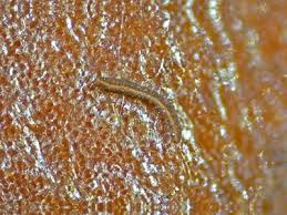 Attēlu rezultāti vaicājumam “Licea chelonoides macro”