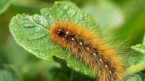 Attēlu rezultāti vaicājumam “Arctia caja”