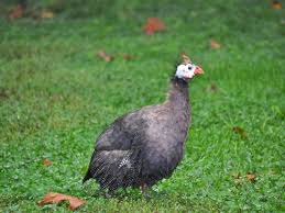 Attēlu rezultāti vaicājumam “Numida meleagris adult”