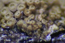 Attēlu rezultāti vaicājumam “Merismodes anomala”