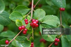 Attēlu rezultāti vaicājumam “Lonicera xylosteum fruit”