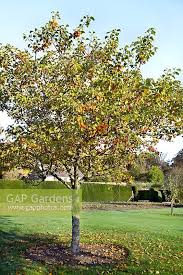 Attēlu rezultāti vaicājumam “Malus x zumi”