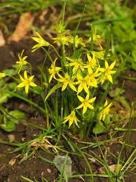 Attēlu rezultāti vaicājumam “Gagea lutea leaf”