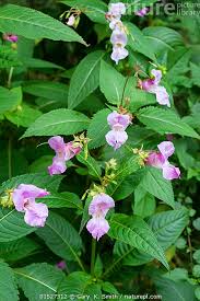 Attēlu rezultāti vaicājumam “Impatiens glandulifera flower”