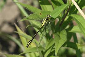 Attēlu rezultāti vaicājumam “Gomphus flavipes”