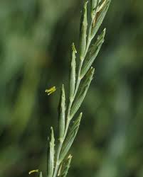 Attēlu rezultāti vaicājumam “Elytrigia repens flower”