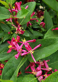 Attēlu rezultāti vaicājumam “Lonicera tatarica flower”