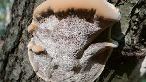 Attēlu rezultāti vaicājumam “Inonotus rheades”