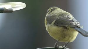 Attēlu rezultāti vaicājumam “Cyanistes caeruleus juvenile”