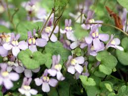 Attēlu rezultāti vaicājumam “Cymbalaria muralis flower”
