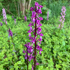Attēlu rezultāti vaicājumam “Orchis mascula flower”