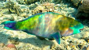 Image result for Scarus ferrugineus