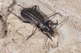 Attēlu rezultāti vaicājumam “Carabus clathratus”
