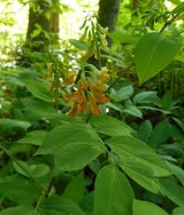 Attēlu rezultāti vaicājumam “Lathyrus laevigatus”
