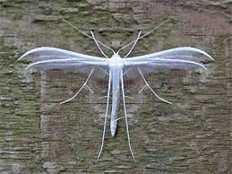 Attēlu rezultāti vaicājumam “Pterophorus pentadactyla”