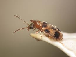 Attēlu rezultāti vaicājumam “Notoxus monoceros”